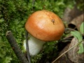 Gra Forest mushroom