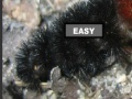 Gra Puzzle hairy caterpillar