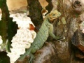 Gra Jigsaw: Iguana Tree