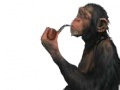 Gra Monkey with a pipe