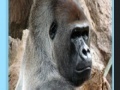 Gra Apes jigsaw
