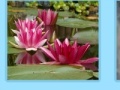 Gra Aquatic Plants Jigsaw