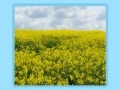 Gra Flower fields Jigsaw
