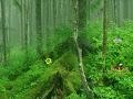 Gra Tongass National Forest Escape