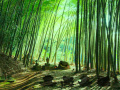 Gra Bamboo Forest Monkey Escape