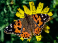 Gra Jigsaw Puzzle: Spring
