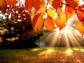 Gra Jigsaw Puzzle: Autumn