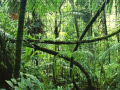 Gra Jigsaw puzzle: Rainforest