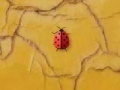 Gra Time 4 ladybug