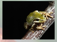 Gra Choose a puzzle 2