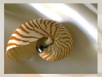 Gra Sea shell
