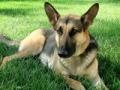 Gra German shepherd