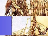 Gra Birds in the bush