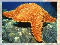 Gra Choose a puzzle 4