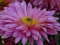 Gra Jigsaw: Beautiful flowers