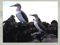 Gra Marine birds