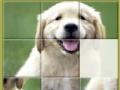 Gra Cute doggy