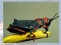 Gra Grasshopper
