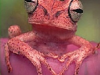 Gra Red frog