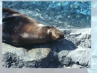 Gra Sea lion
