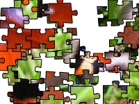 Gra Flapping butterfly