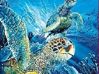 Gra Tutrtles in the ocean