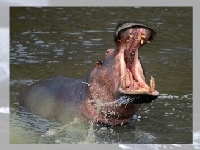 Gra Hippo 2