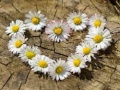 Gra Daisy Heart Jigsaw