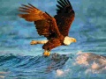 Gra Animals Jigsaw Puzzle Eagle