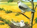 Gra Birds Of Prey Puzzle