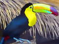 Gra Toucan Bird Jigsaw