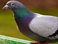 Gra Pigeon Jigsaw Puzzle