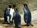 Gra King Penguin Jigsaw