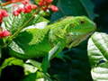Gra Wild Iguana
