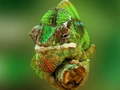 Gra Chameleon Jigsaw