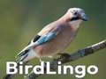 Gra BirdLingo