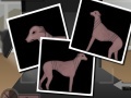 Gra Greyhound Tycoon