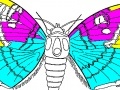 Gra Coloring 5 butterfly