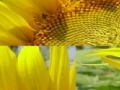 Gra Sunflower Photo Puzzle
