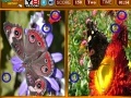 Gra Butterfly Similarities Game