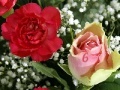 Gra Beautiful Flowers - Find The Numbers