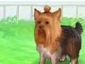 Gra Cute Yorkie