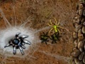 Gra Arachnid Wars