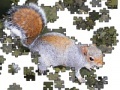 Gra Jigsaw: Posing Squirrel