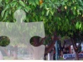 Gra Orange Tree Jigsaw Puzzle 