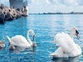 Gra Swan family slide puzzle