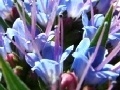 Gra Hyacinth Jigsaw