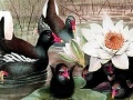Gra Black swans and lotus puzzle