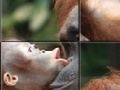 Gra Orangutan Baby Slider Puzzle 
