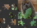 Gra Hedgehog Puzzle 